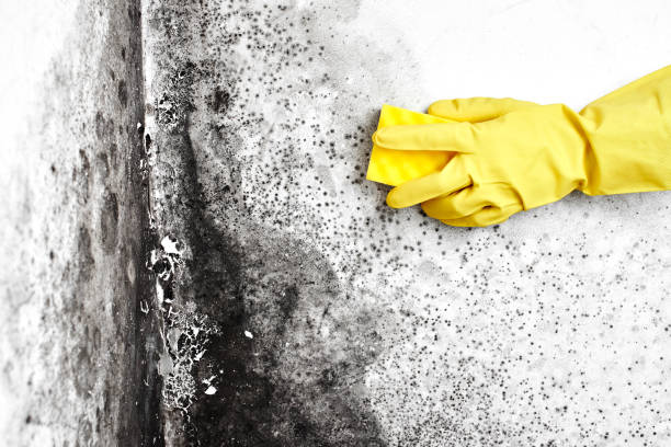 Best Attic Mold Removal  in Cedar Heights, MD