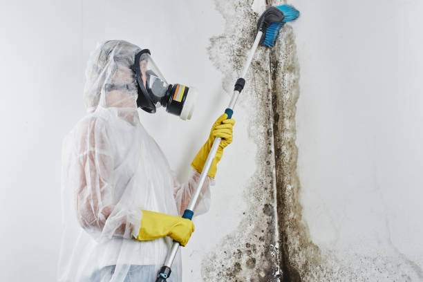 Best Toxic Mold Removal  in Cedar Heights, MD
