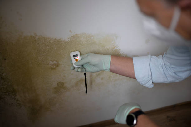 Crawl Space Mold Removal in Cedar Heights, MD
