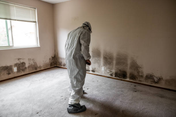 Best Toxic Mold Removal  in Cedar Heights, MD
