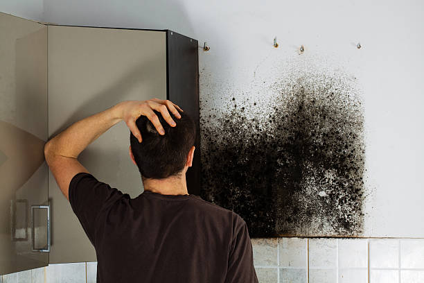 Professional Mold Removal in Cedar Heights, MD