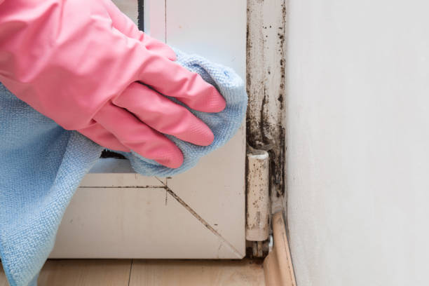 Mold Testing and Removal in Cedar Heights, MD